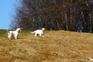 Clumber Spaniel Welpen