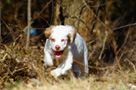 Clumber Spaniel Welpen