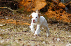 Clumber Spaniel Welpen