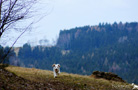  Spaniel Welpen