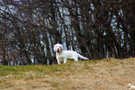 Clumber Spaniel Welpen