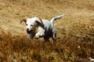 Clumber Spaniel Welpen