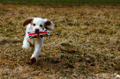 Clumber Spaniel Welpen beim Dummytraining