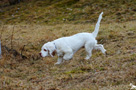 Clumber Spaniel Welpen