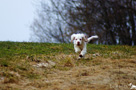 Clumber Spaniel Welpen