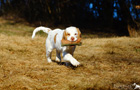 Clumber Spaniel Welpen beim Dummytraining
