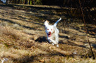 Clumber Spaniel Welpen