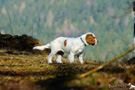 Clumber Spaniel Welpen