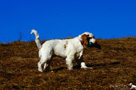 Clumber Spaniel Welpen