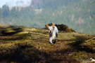 Clumber Spaniel Welpen