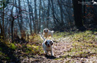Clumber Spaniel Welpen