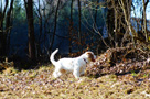 Clumber Spaniel Puppies