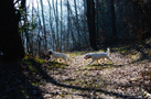 Clumber Spaniel Welpen