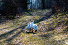  Spaniel Welpen