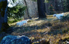 Clumber Spaniel Welpen