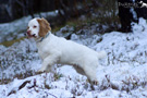 Clumber Spaniel Welpen