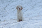 Clumber Spaniel Welpen
