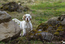 Clumber Spaniel Welpen