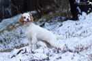 Clumber Spaniel Welpen