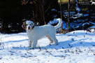 Clumber Spaniel Welpen