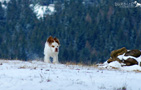 Clumber Spaniel Welpen