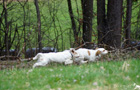 Clumber Spaniel Welpen