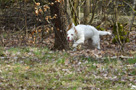 Clumber Spaniel Puppies
