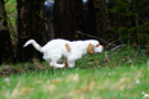 Clumber Spaniel Puppies