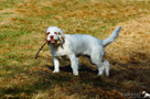  Spaniel Welpen