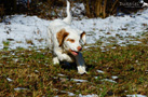 Clumber Spaniel Welpen