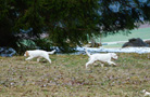 Clumber Spaniel Welpen
