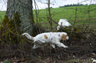 Clumber Spaniel Welpen