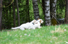 Clumber Spaniel Welpen
