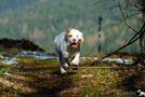 Clumber Spaniel Welpen