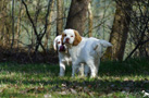 Clumber Spaniel Welpen