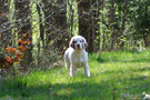 Clumber Spaniel Puppies