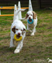 Clumber Spaniel Welpen