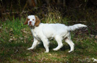 Clumber Spaniel Welpen