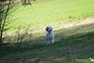 Clumber Spaniel Welpen