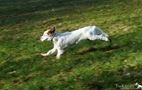 Clumber Spaniel Welpen