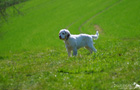 Clumber Spaniel Welpen