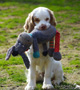 Clumber Spaniel Puppies