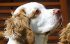 Spaniel Welpen