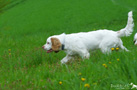  Spaniel Welpen