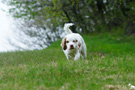 Clumber Spaniel Welpen