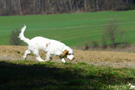 Clumber Spaniel Welpen
