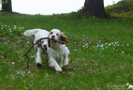 Clumber Spaniel Welpen