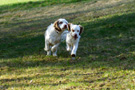 Clumber Spaniel Welpen
