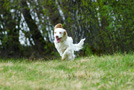 Clumber Spaniel Welpen