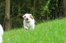 Clumber Spaniel Welpen